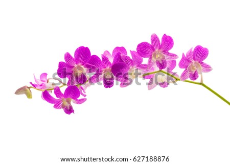 Beautiful violet orchid isolated on white background with clipping path
