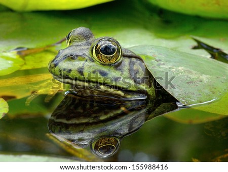 An American Bullfrog. Photo taken in Southern California, USA.