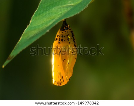 Chrysalis Stock Images, Royalty-Free Images & Vectors | Shutterstock