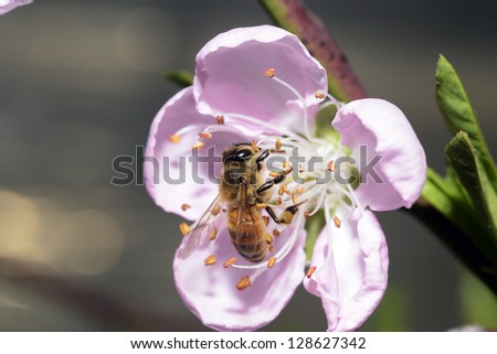 Bees gather nectar from flowers in a pink peach blossom on