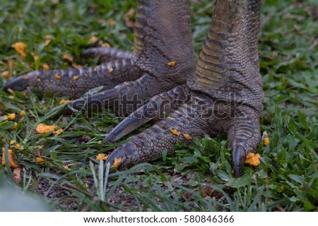 Cassowary Stock Images, Royalty-Free Images & Vectors | Shutterstock