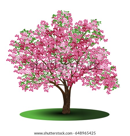 Cherry Tree Pink Flowers On White Stock Vector 648965425 - Shutterstock