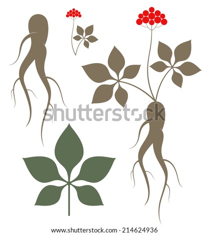 Ginseng. Isolated plant on white background