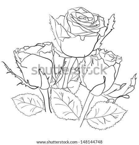 Drawing Bouquet Roses 스톡 벡터 148144748 - Shutterstock