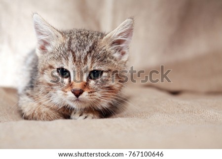 Kitty Stock Images Royalty Free Images Amp Vectors