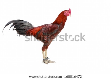 Cock-tail Stock Photos, Royalty-Free Images & Vectors - Shutterstock