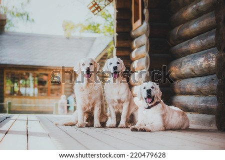 Golden retriever on the nature of the farm