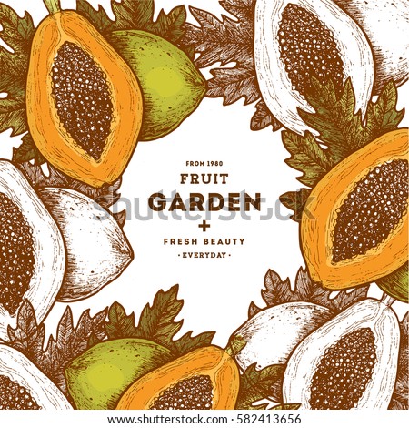 Papaya fruit vintage design template. Botanical food illustration. Engraved papaya. Vector illustration
