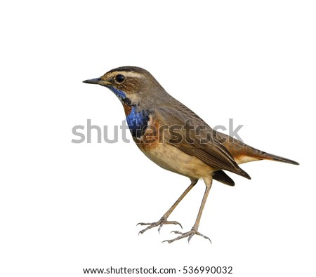 bluethroat luscinia svecica beautiful brown bird stock bluethroat luscinia svecica beautiful brown bird stock