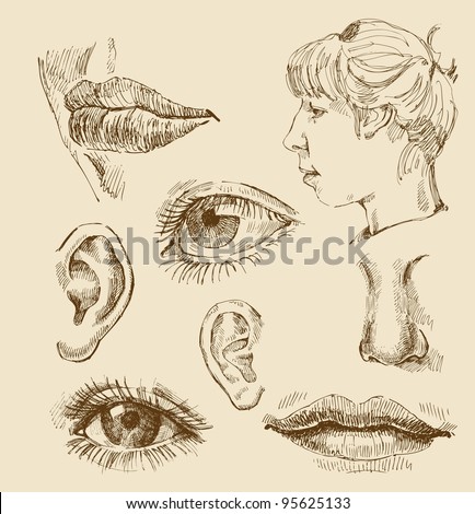 Ear Sketch Stock Images, Royalty-Free Images & Vectors | Shutterstock