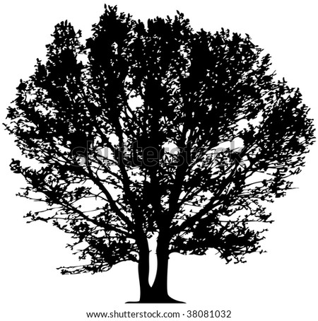 Silhouette Oak Tree Stock Vector 1535426 - Shutterstock