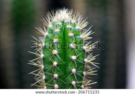 Pilosocereus Royenii Species Cactus That Native Stock ...