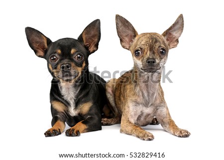 Short Haired Chihuahua Stock Images, Royalty-Free Images & Vectors ...