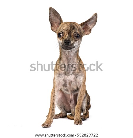 Short Hair Chihuahua Stock Images, Royalty-Free Images & Vectors ...
