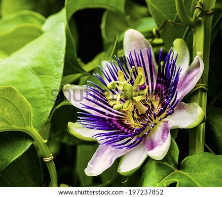Passion flower Stock Photos, Images, & Pictures | Shutterstock