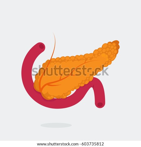 Pancreas Stock Images, Royalty-Free Images & Vectors | Shutterstock