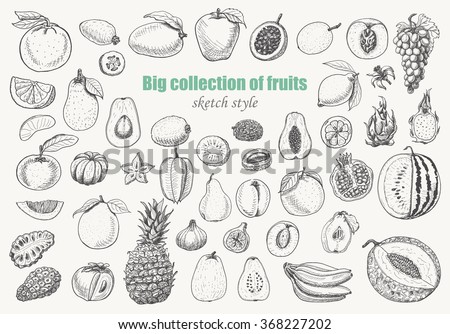 Big collection of fruits on white background. Vector illustration for your design