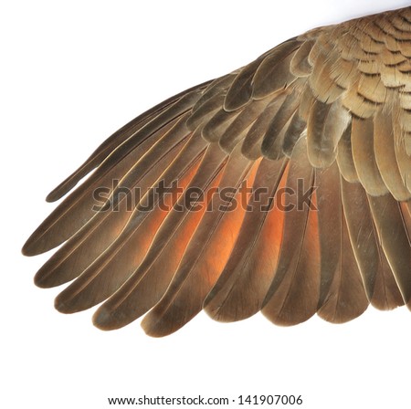 Eagle wings Stock Photos, Images, & Pictures | Shutterstock