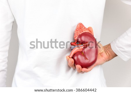 Female hand holding model of human kidney organ at back of body
