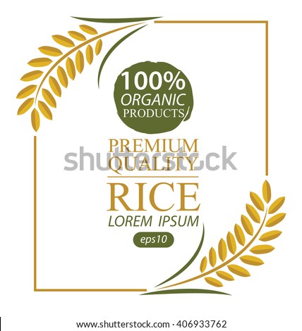 Rice. Vector illustration.