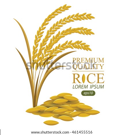 Rice. Vector illustration.