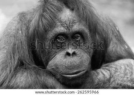 Monkey Face Stock Photos, Images, & Pictures | Shutterstock