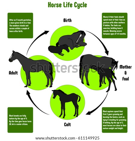 Horse Life Cycle Diagram All Stages Stock Illustration ... hores diagram 