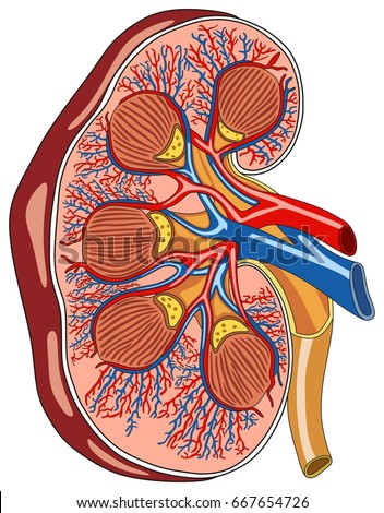 Renal Pelvis Stock Images, Royalty-Free Images & Vectors | Shutterstock