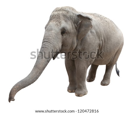 Large Male African Elephant Long Curved Stock Photo 24896548 - Shutterstock