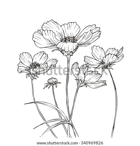 Cosmos Flower Stock Images, Royalty-Free Images & Vectors | Shutterstock