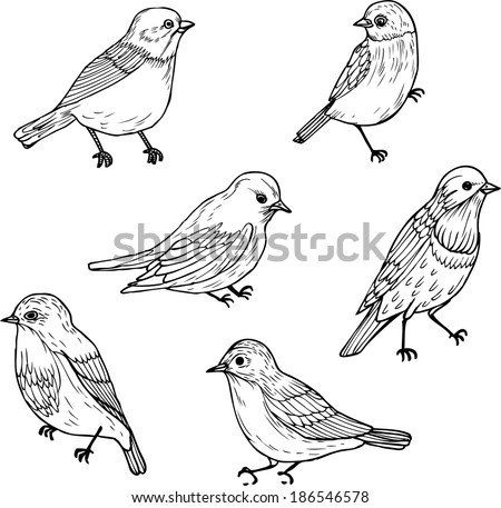 Set Line Drawings Birds Ink Drawing Stock Vector 186546578 - Shutterstock