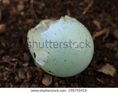 the effect of chicken eggshell on Eggshell membrane or shell membrane is the clear film lining the eggshell, visible when one peels a boiled egg chicken eggshell membrane is used as a dietary. the effect of chicken eggshell on Eggshell membrane or shell membrane is the clear film lining the eggshell, visible when one peels a boiled egg chicken eggshell membrane is used as a dietary.