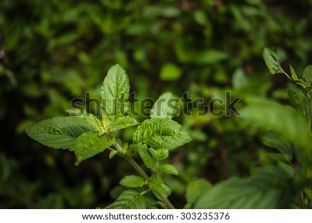 evaluation of the sweet basil evaluation of the sweet basil