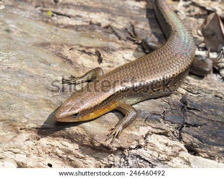 Fence Lizard Sceloporus Undulatus Southern Illinois Stock Photo ...