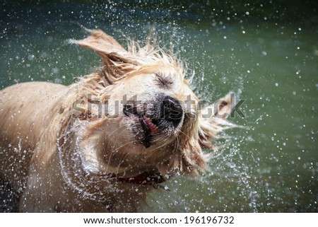 Wet dog Stock Photos, Images, & Pictures | Shutterstock