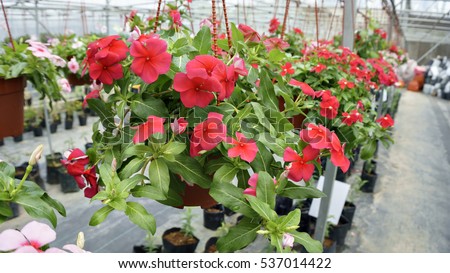 Plant Nursery Stock Images, Royalty-Free Images & Vectors | Shutterstock