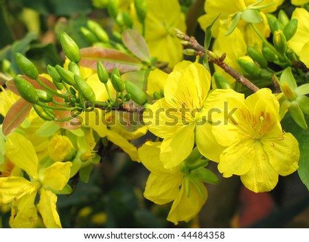 Apricot blooms in Lunar year