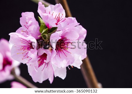 Peach blossom