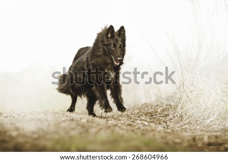 belgian shepherd groenendael puppies belgian shepherd dog stock images royalty free images u0026 vectors belgian shepherd groenendael puppies belgian shepherd dog stock images royalty free images u0026 vectors