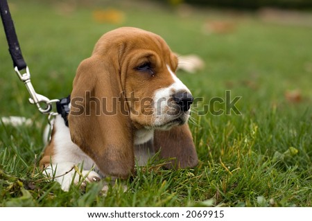 Basset Hound Ears Blowing Wind Stock Photo 2069921 - Shutterstock