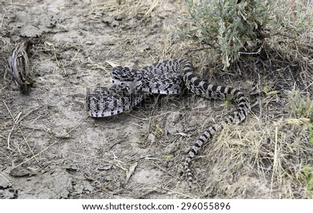 Great Basin Gopher Snake Diet And Nutrition