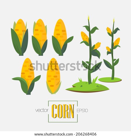 corns and corn tree - vector illustration