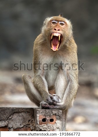 Angry primate Stock Photos, Images, & Pictures | Shutterstock