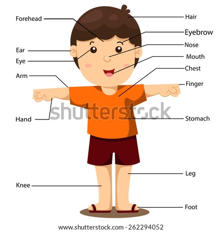 Cartoon Body Parts Stock Images, Royalty-Free Images & Vectors