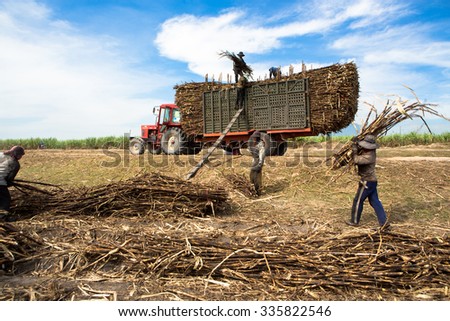 TAY NINH, VIETNAM. NOVEMBER 30, 2013. A view of people loading sugar cane on truck in tay ninh, vietnam.