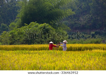 QUANG NGAI-VIETNAM. APRIL 22, 2014. A view of rice field in morning.