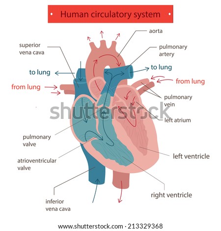 Human Circulatory System Stock Vector (Royalty Free) 213329368