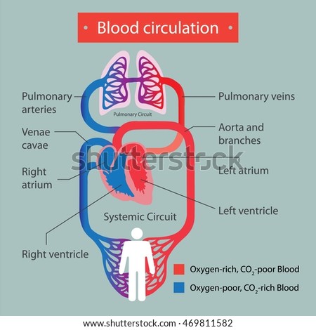 Circulation Stock Photos, Royalty-Free Images & Vectors - Shutterstock