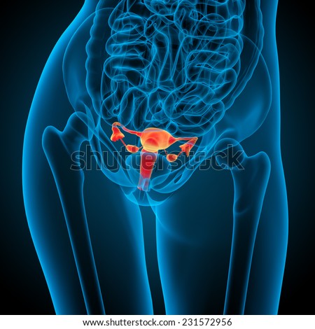 Reproductive System Stock Photos, Royalty-Free Images & Vectors ...