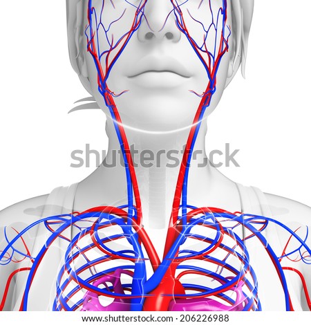 Illustration Neck Circulatory System Stock Illustration 206226988